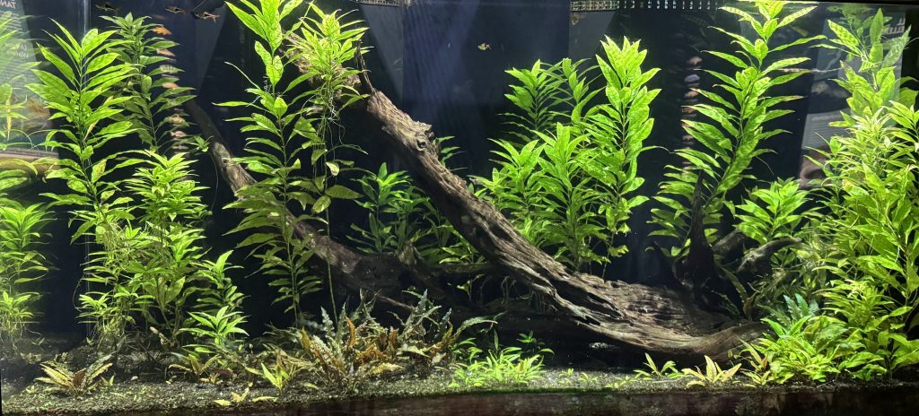 Don’t Make These 11 Beginner Mistakes When Setting Up Your Aquarium