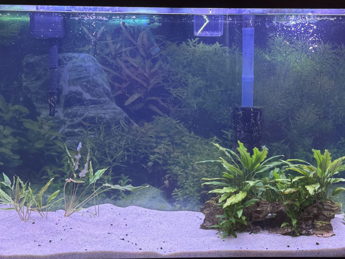 16 Amazing Beginner-Friendly Fish That Are Easy To Take Care&nbsp;Of