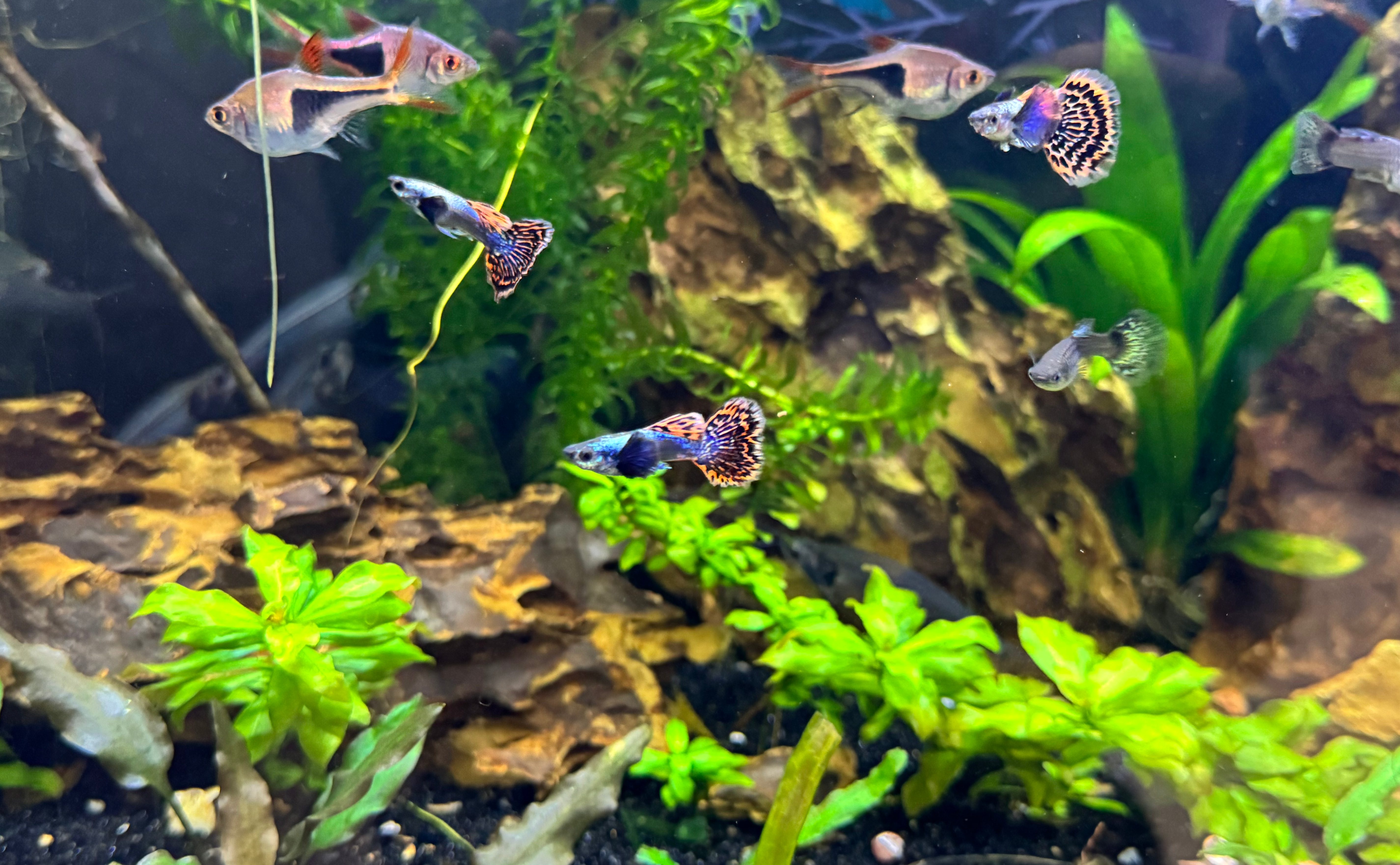Starting An Aquarium: 7 Easy Steps