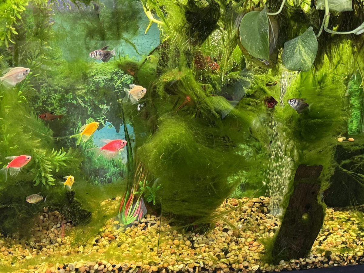 15 Of The Best Algae Eaters By Tank&nbsp;Size