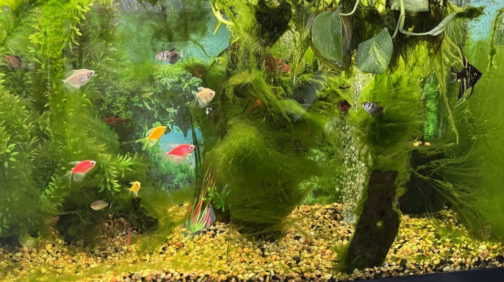 15 Of The Best Algae Eaters By Tank Size